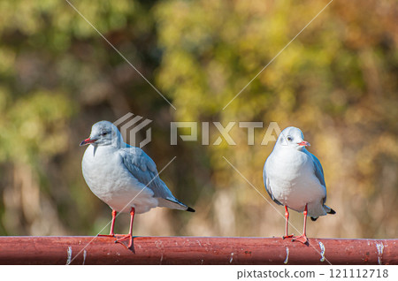 Black-headed gulls lined up on the railing, Johoku Park, Osaka City 121112718