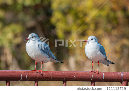 Black-headed gulls lined up on the railing, Johoku Park, Osaka City 121112719