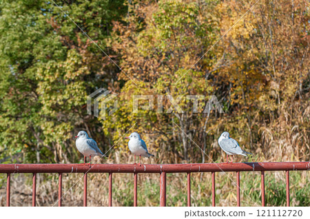 Black-headed gulls lined up on the railing, Johoku Park, Osaka City Black-headed gulls lined up on the railing, Johoku Park, Osaka City 121112720
