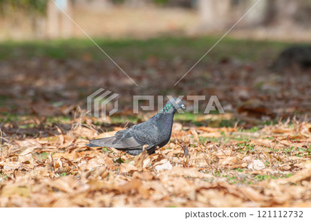 Pigeons walking on fallen leaves, Johoku Park, Osaka City Pigeons walking on fallen leaves, Johoku Park, Osaka City 121112732