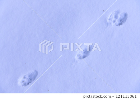 雪地上的紅狐狸腳印 121113061
