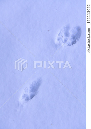 Arctic fox footprints left in the snow 121113062