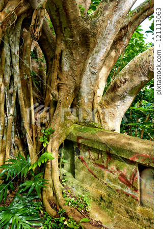 Closeup of an abandoned mountain road in a rainforest. Native indigenous forests of Oahu near the old Pali Highway Crossing in Hawaii. Overgrown wilderness in a mysterious hiking trail landscape 121113063