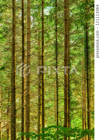 A beautiful view of the tall trees in the forest. Trees forest in summer in Denmark. Landscape view of the natural growth of the wild Douglas fir trees. A photo of forest beauty in early springtime. A beautiful view of the tall trees in the forest. Trees forest in summer in Denmark. Landscape view of the natural growth of the wild Douglas fir trees. A photo of forest beauty in early springtime. 121113064