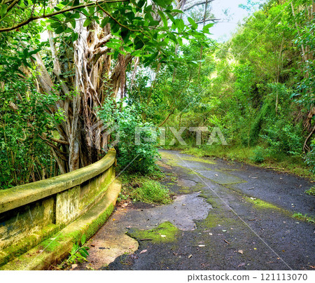 Abandoned mountain road in a rainforest. Native indigenous forests of Oahu near the old Pali Highway Crossing in Hawaii. Overgrown wilderness in a mysterious landscape. Hidden wonders on hiking trail Abandoned mountain road in a rainforest. Native indigenous forests of Oahu near the old Pali Highway Crossing in Hawaii. Overgrown wilderness in a mysterious landscape. Hidden wonders on hiking trail 121113070