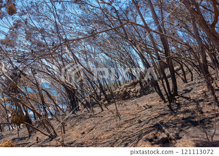 Wildfire. A burnt forest after a bush fire on Table Mountain, Cape Town, South Africa. Lots of tall pine trees destroyed in a wildfire. Below of black scorched tree trunks on a hilltop in nature. 121113072