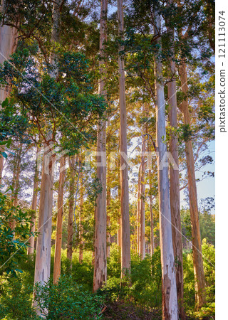 Sunset forest close to Cape Town, South Africa. Wild forest with green foliage under the trees. Bush growing between trees on a beautiful sunny evening just before sunset on a natural lush landscape Sunset forest close to Cape Town, South Africa. Wild forest with green foliage under the trees. Bush growing between trees on a beautiful sunny evening just before sunset on a natural lush landscape 121113074