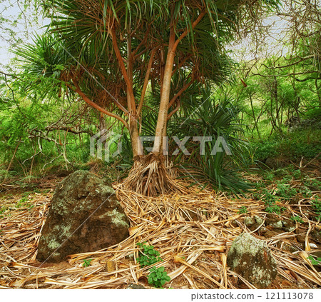Tropical trees in Hawaiian rainforest of Oahu. Lush green wilderness in Hawaii. Native wild nature in a mysterious landscape. Journey of hidden discovery on hiking trail while exploring the jungle 121113078
