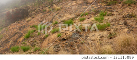 The effects of a wildfire on Lions head in Cape Town. Damaged landscape with green bushes after a disaster in the woods. Scorched destroyed nature in crisis, forest burned wilderness 121113099