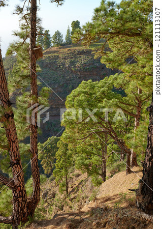 Landscape of Scots pine trees in the mountains of La Palma, Canary Islands, Spain. Forestry with view of hills covered in green vegetation and shrubs on a sunny day. Lush foliage on rocky mountaintop 121113107