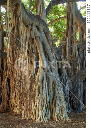View of banyan trees of Oahu on sunny day. Overgrown wilderness, vines and bushes in rain forest in Hawaii. Native wild fig trees in mysterious landscape. Hidden wonder on hiking trails on vacation 121113117