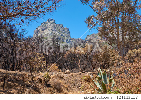 Landscape of burnt trees after a bushfire on Table Mountain, Cape Town, South Africa. Outcrops of a mountain against blue sky with dead bushes. Black scorched tree trunks in the aftermath of wildfire Landscape of burnt trees after a bushfire on Table Mountain, Cape Town, South Africa. Outcrops of a mountain against blue sky with dead bushes. Black scorched tree trunks in the aftermath of wildfire 121113118