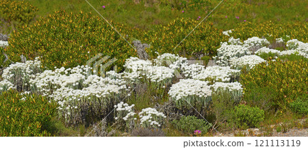 Fynbos in Table Mountain National Park, Cape of Good Hope, South Africa. Closeup of scenic landscape environment with fine bush indigenous plant and flower species growing in a nature reserve 121113119