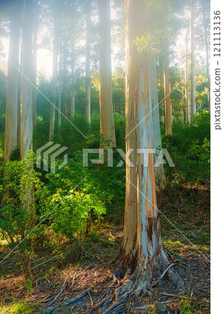 A green forest for hiking and exploring close to Cape Town, South Africa. Landscape of a forest with bright sunlight at sunset. Many tall trees with trunks of pine in the woods at sunset. 121113136