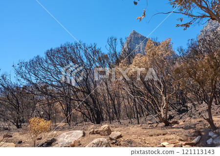 A forest of burnt trees after a bushfire on Table Mountain, Cape Town, South Africa. Lots of tall trees were destroyed in a wildfire. Below of black scorched tree trunks on a hilltop on a sunny day 121113143