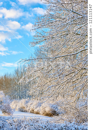 Frosted tree branches and leaves frozen from cold weather. Frosty branches against a blue sky with iced bushes. A white snow covered landscape winter day with copyspace and a background of the sky. 121113147