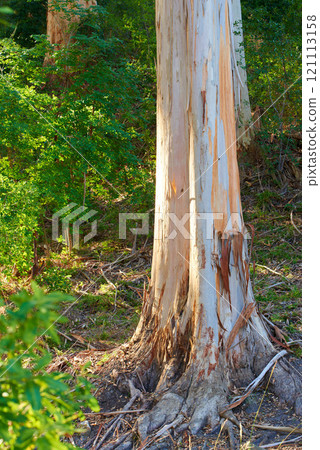 View of damaged and illegally stripped bark off forest tree used for fires, medicine and traditional rituals. Destruction to nature during recreation adventure through remote woods and mother nature 121113158