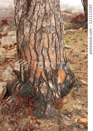 Closeup of a burnt tree stump on a mountain. Zoom in on burnt texture and patterns of a stump after a wildfire in the forest. Details of the effects of environmental damage after a devastating fire 121113165