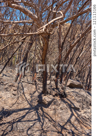 Burnt forest trees from wildfire in remote woods. Destruction aftermath, deforestation from uncontrollable nature bushfire in woodland. Dry plants, arid, barren wildlife. Human error, global warming 121113166