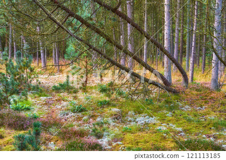 Landscape of empty pine forest in fall. Serene scenic woods with thin tall trees. Peaceful wilderness for exploring and hiking adventure in summer. Relaxing remote walking trail through wild nature 121113185