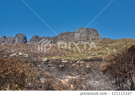Landscape of burnt trees after a bushfire on Table Mountain, Cape Town, South Africa. Outcrops of a mountain against blue sky with dead bushes. Black scorched tree trunks, the aftermath of wildfires 121113187