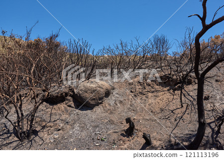Burnt forest trees from bushfire in remote woods. Destruction aftermath, deforestation from uncontrollable nature wildfire in woodland. Dry plants, arid, barren wildlife. Human error, global warming Burnt forest trees from bushfire in remote woods. Destruction aftermath, deforestation from uncontrollable nature wildfire in woodland. Dry plants, arid, barren wildlife. Human error, global warming 121113196