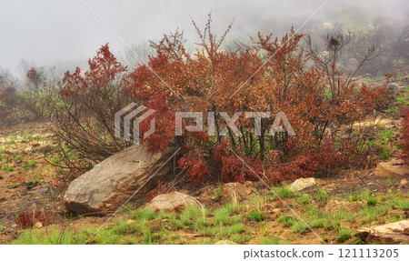 A colorful tree with red leaves on foggy morning with copyspace. Bushes growing in rocky hill landscape on Lions head, Cape Town. Forest wildfire with thick smoggy air spreading environmental damage 121113205