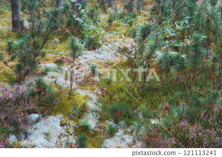 Beautiful nature and forest with white flowers or plants growing on the ground. Green shrubs on a summer day in the landscape of Europe. Natural scenic view with lush grass outdoors in spring Beautiful nature and forest with white flowers or plants growing on the ground. Green shrubs on a summer day in the landscape of Europe. Natural scenic view with lush grass outdoors in spring 121113241