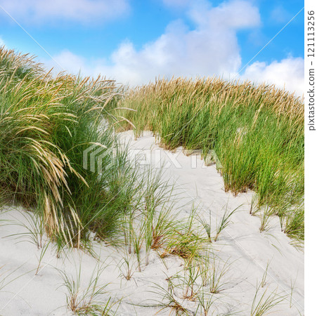 Beach landscape of sand dunes under cloudy blue sky copy space on the west coast of Jutland in Loekken, Denmark. Closeup of tufts of green grass growing on an empty beach during a sunny summer day 121113256