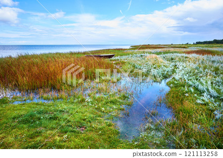 A beautiful greenery field. A view of wild geese flying over a bog on a cloudy horizon. A dreamy nature scene in the spring of swamp land, reeds, and wildflowers. grass moving from light wind 121113258