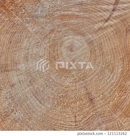 Background. Raw texture of freshly cut tree trunk. Wooden detail of rough textures on a used tree trunk. Wooden material with carving marks. Circular patterns on organic surface from nature. 121113262