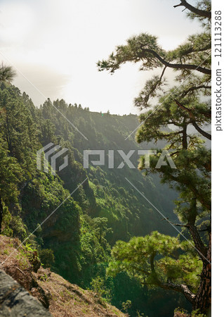 A landscape of pine forests in the mountains of La Palma, Canary Islands, Spain. Beautiful green forest of long pine trees under a bright blue sky. A picture of large mountain view from Spain. 121113288