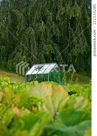 Organic greenhouse in the back garden with open windows for ventilation. A conservatory surrounded by green lush and varieties of plants. A small glasshouse following the principles of sustainability 121113289