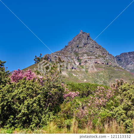 Lions Head. Panorama of Lions Head Mountain in Cape Town, South Africa during summer holiday and vacation. Scenic landscape view of fresh green trees growing in a remote hiking area. 121113332