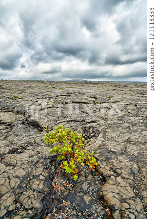 Closeup of Ohelo berry plant growing on the surface of the worlds largest active volcano Muana Loa in Hawaii. Zoom in on details and patterns of fruit growing on a mountain in USA with copyspace 121113333