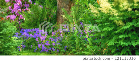 Landscape of flowers in a green forest in summer. Purple plants growing in a lush botanical garden in spring. Beautiful violet flowering plants budding in its natural environment in the summertime 121113336