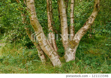 Bright green forest with oak trees and lush foliage on a summer day. Deep vibrant woodland with a sunny day and beautiful nature. Peaceful natural landscape in the wild. Wilderness in summer 121113346