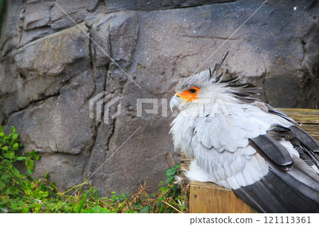 Secretarybird in the zoo Secretarybird in the zoo 121113361