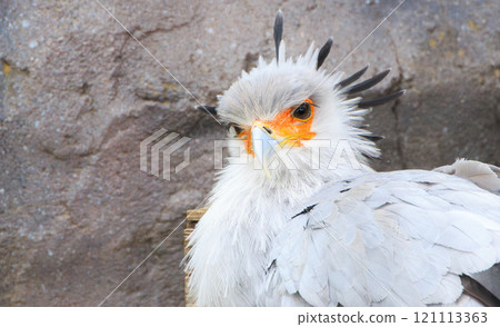 Secretarybird in the zoo Secretarybird in the zoo 121113363