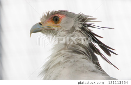Secretarybird in the zoo Secretarybird in the zoo 121113364