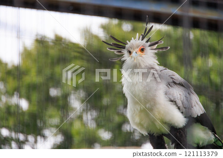 Secretarybird in the zoo Secretarybird in the zoo 121113379