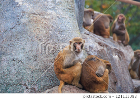 Rhesus monkey in the zoo Rhesus monkey in the zoo 121113388
