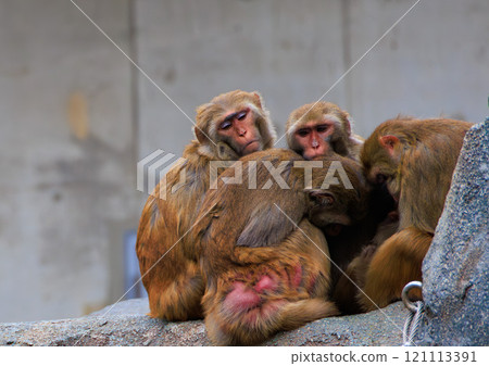Rhesus monkeys huddle together to keep warm 121113391