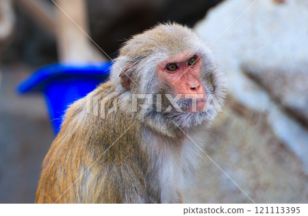 Rhesus monkey Rhesus monkey 121113395