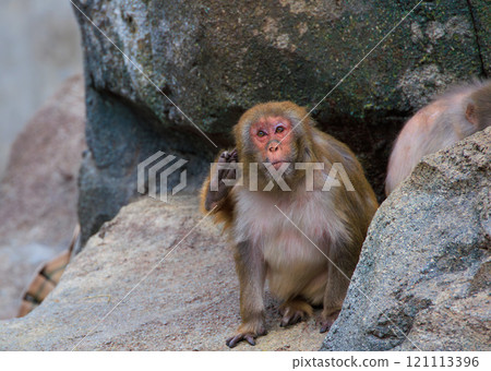 Rhesus monkey Rhesus monkey 121113396