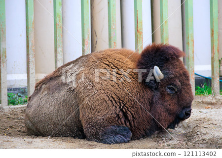美國北美野牛在動物園裡 121113402