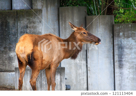 Wapiti at the zoo 121113404