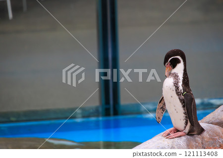 在動物園的洪堡企鵝 在動物園的洪堡企鵝 121113408