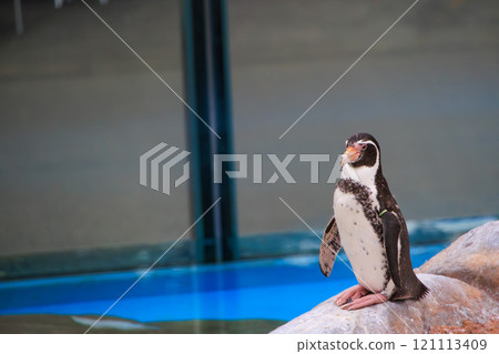在動物園的洪堡企鵝 121113409