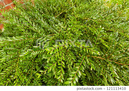 Closeup of a green bush growing by a brick wall in a backyard of a house, building, or home. Lush leafy or evergreen garden plants outdoors on a lawn on a summer day. A spring day with bright leaves 121113410